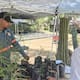 Donan árboles nativos en Hermosillo para promover la reforestación urbana