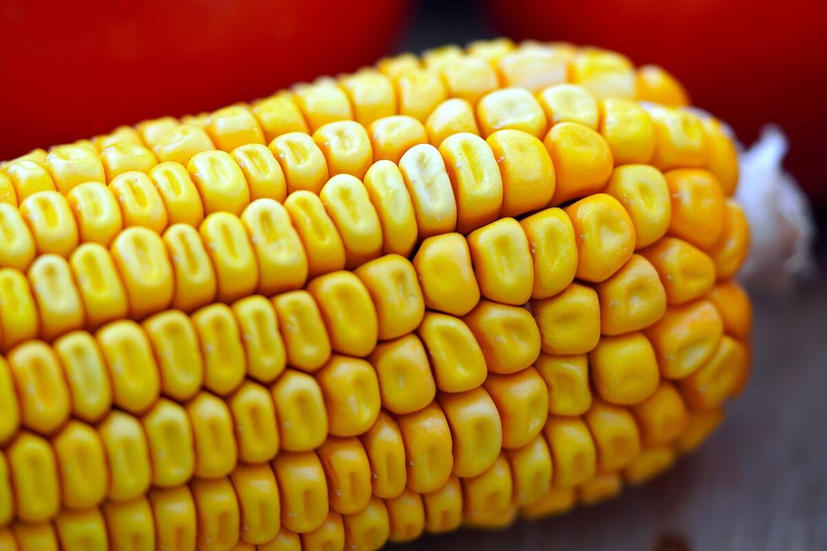 Estos son las comidas y alimentos que podrán venderse en las escuelas