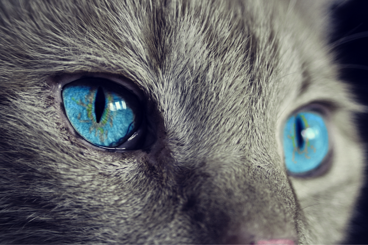 Te decimos cómo detectar problemas de visión en los gatos