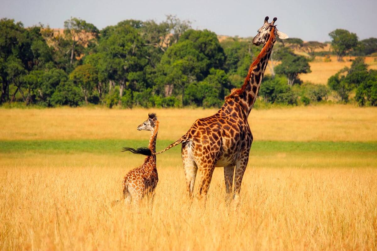 Dos jirafas mueren al caerles rayo en Florida