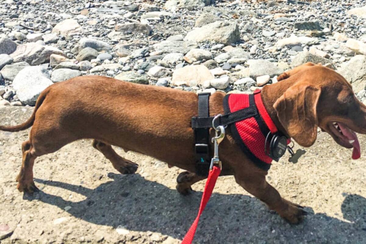 Por el Covid-19, esta perrita tuvo que viajar miles de kilómetros para volver a casa