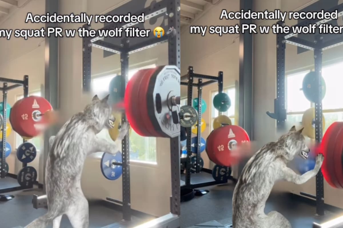 “No puedo parar de reír”: hombre graba su rutina en el gimnasio, pero olvida apagar el filtro de lobo