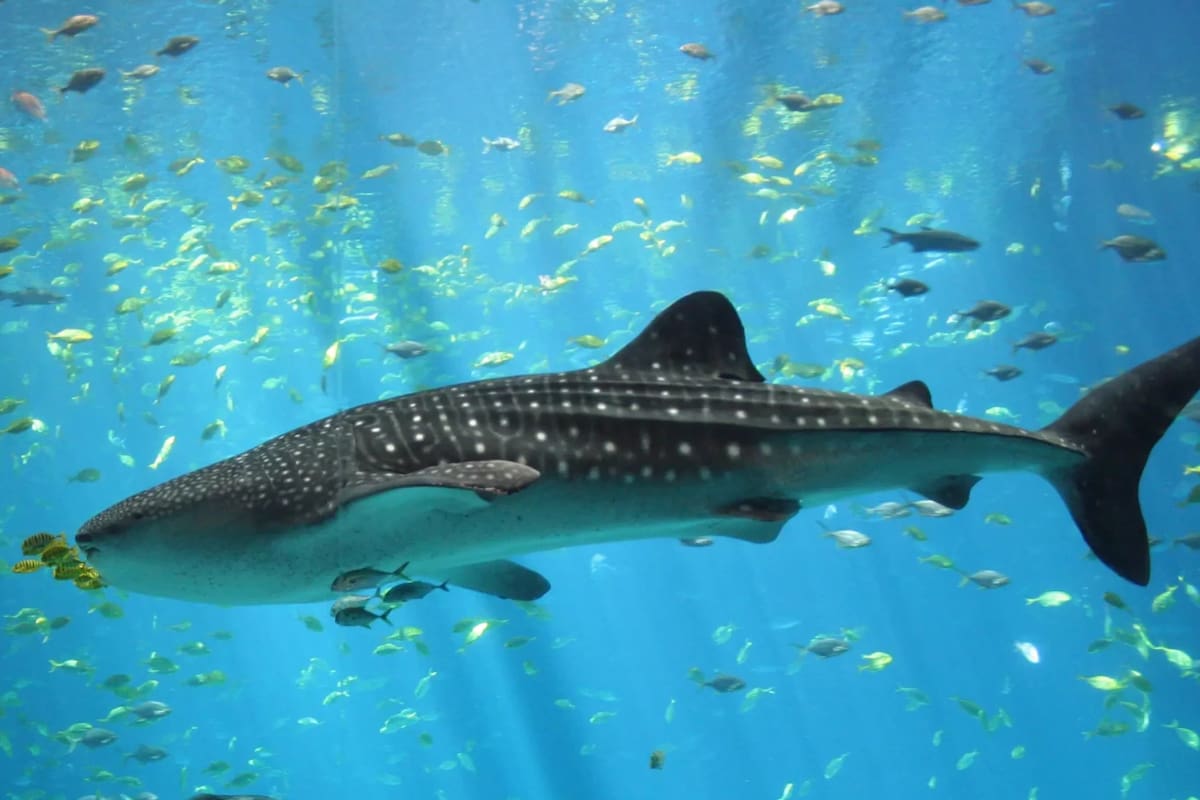¿Por qué se cree que el tiburón ballena es peligroso? Esto dicen los expertos