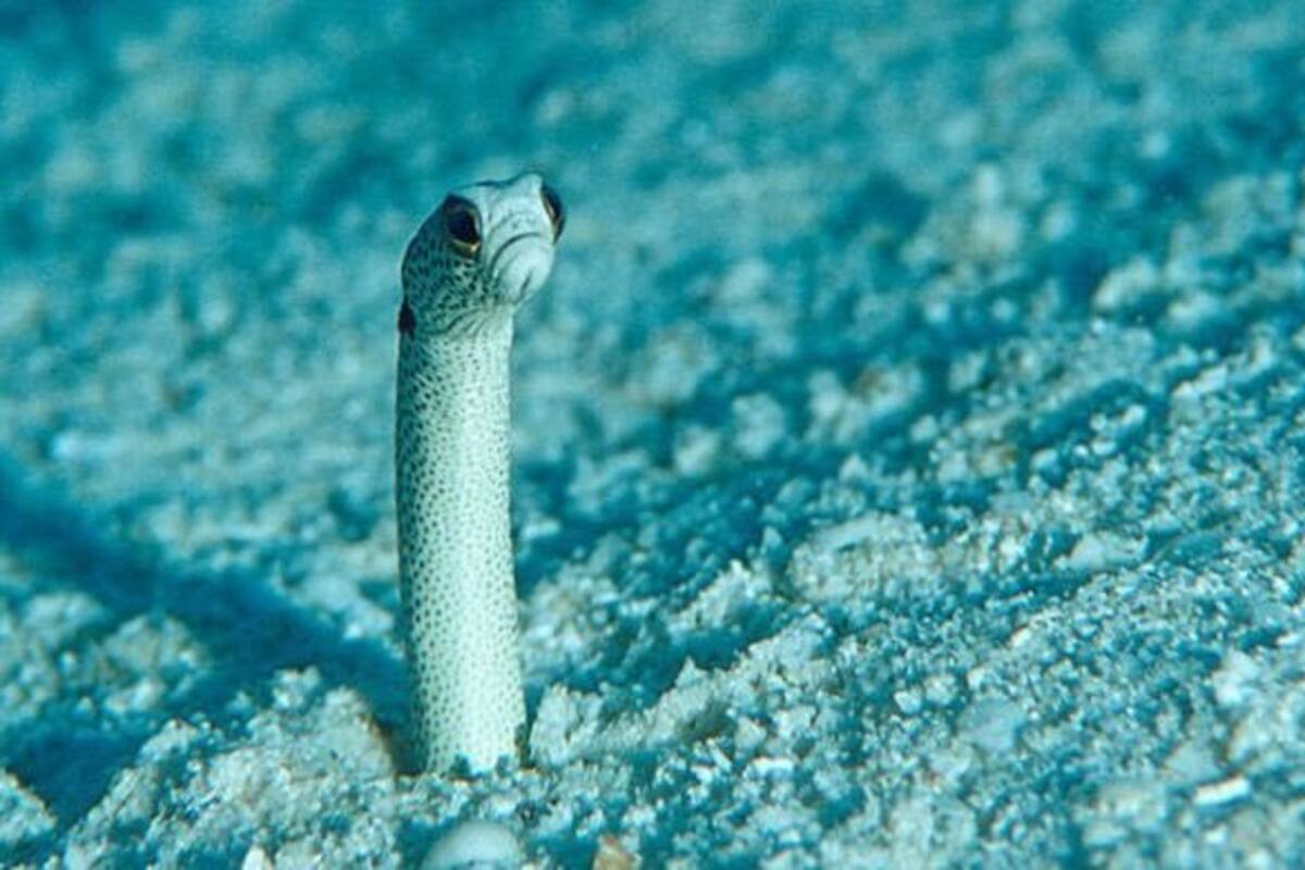 Un acuario de Japón pide que se comuniquen con las anguilas por video chat