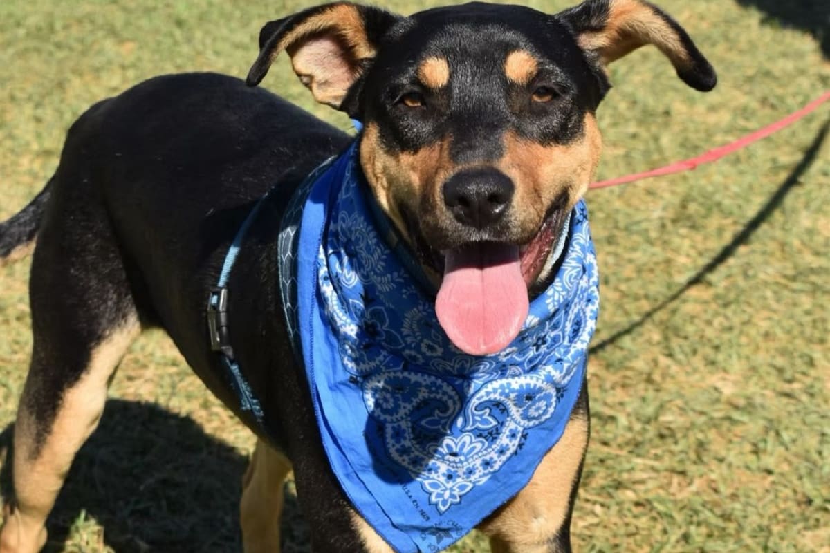 Invitan a apoyar a perritos rescatados en Ensenada