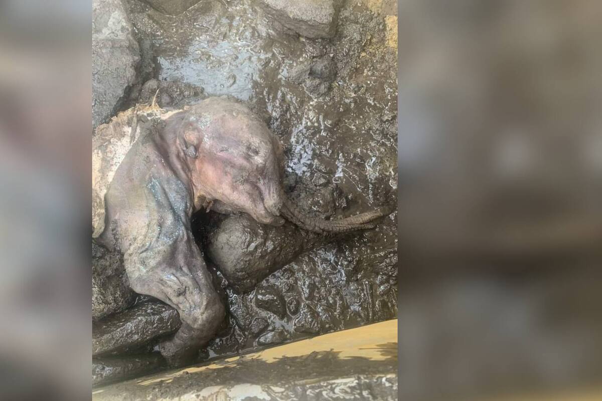 Encuentran mamut bebé perfectamente momificado en Canadá