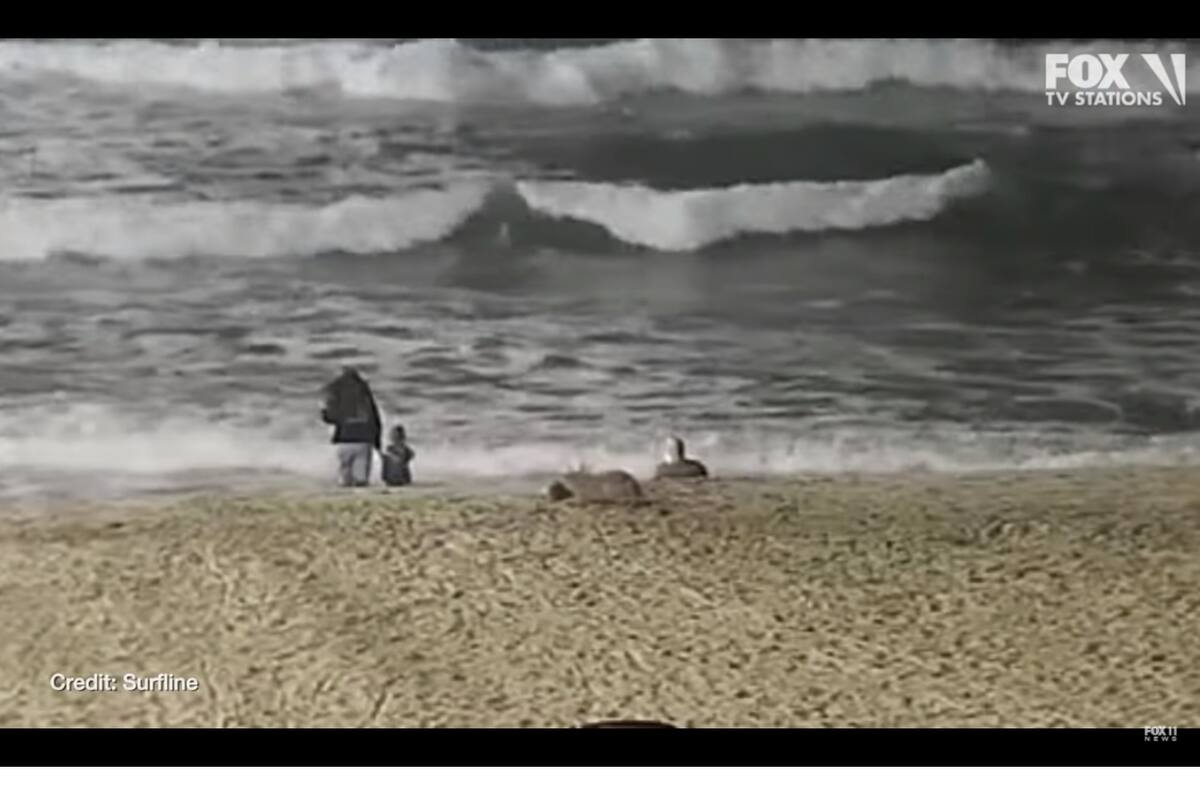 Niña es atacada por un coyote en California: Video