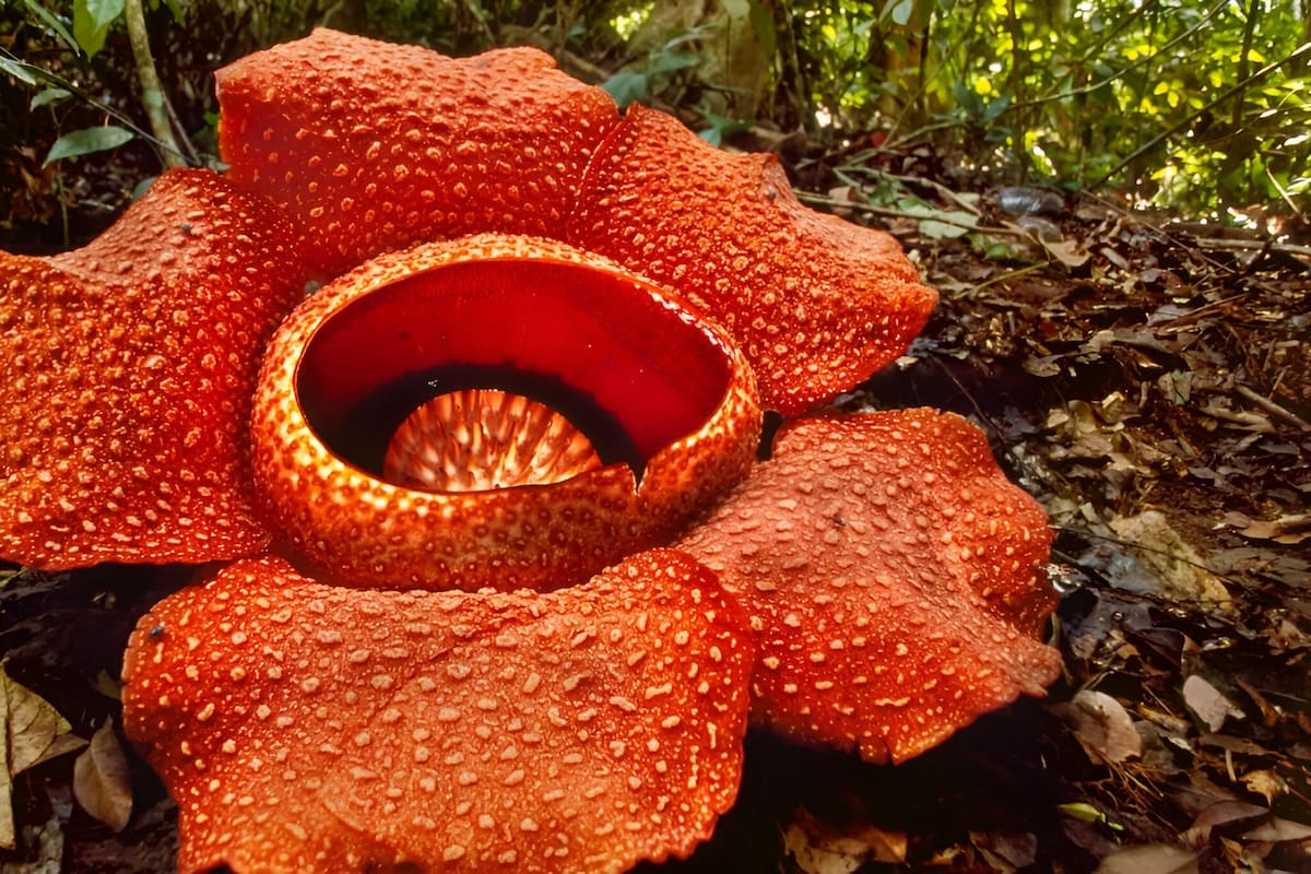 ¿Cuál es la flor más grande del mundo?