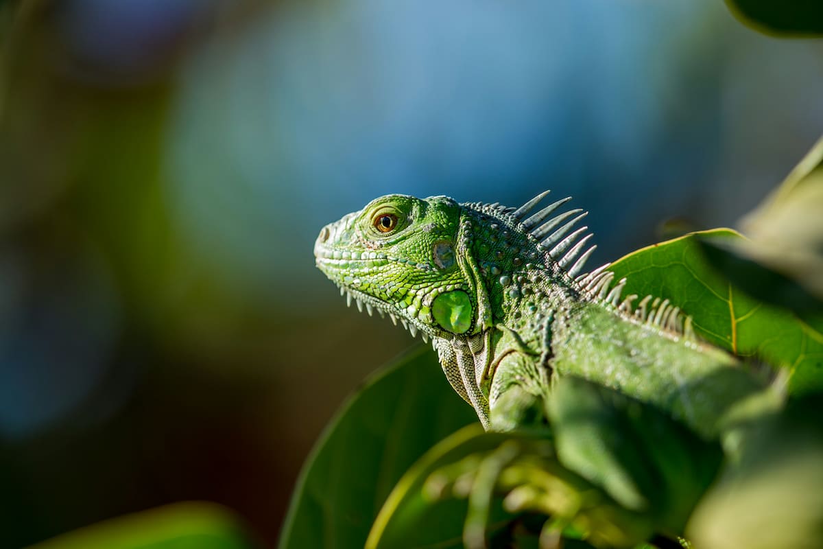 Interpretación de soñar con una iguana: lo que este sueño revela sobre tus miedos, emociones y procesos de cambio