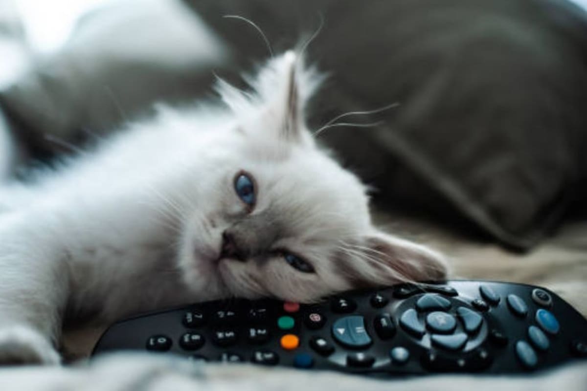 Día Mundial del Gato: Películas imperdibles para celebrar junto a tu michi