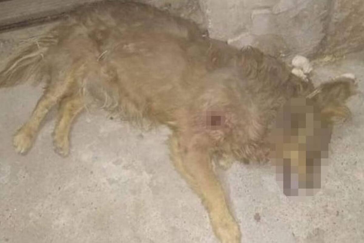 Indignan jóvenes que mataron a perro a disparos en fiesta Covid