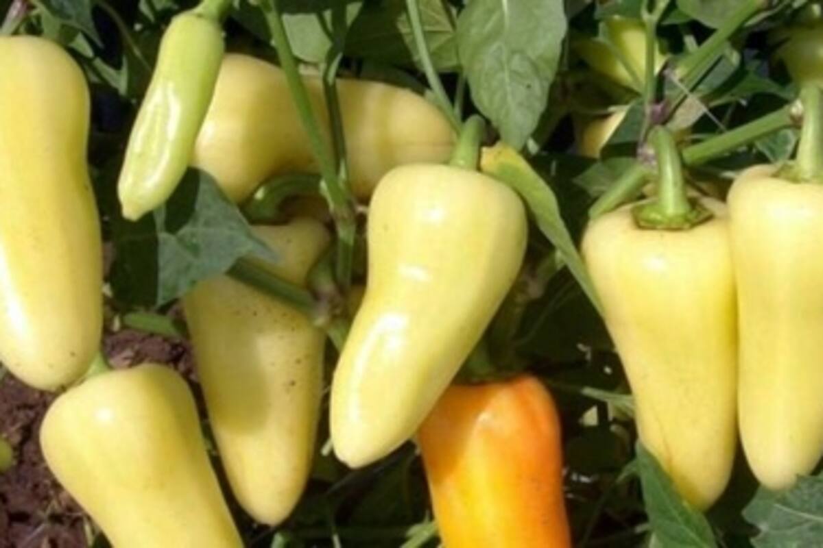 Monitorean plaga en cultivo de chiles en Valle de la Trinidad