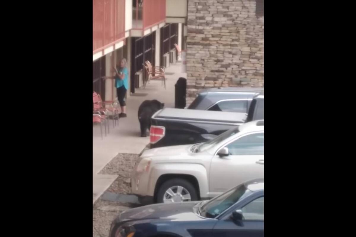 VIRAL TIKTOK: Osos asusta a una mujer en un estacionamiento público