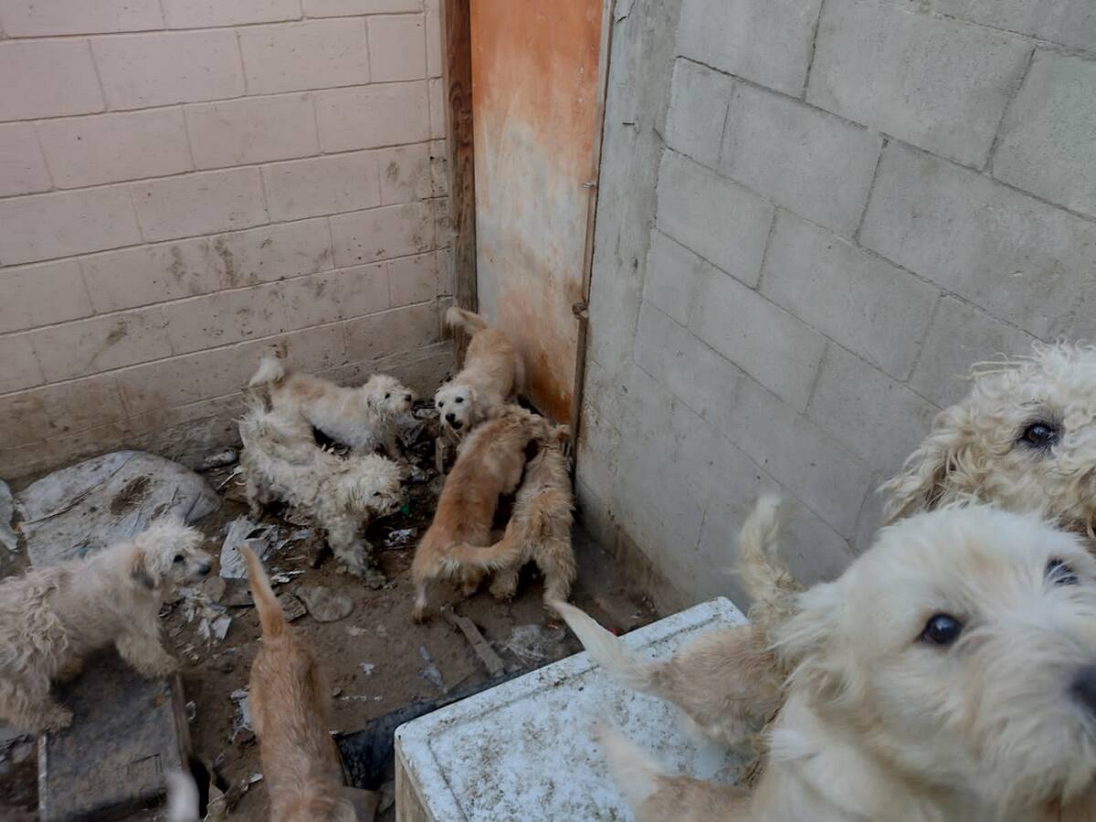 El rescate se realizó luego de una denuncia de maltrato animal.