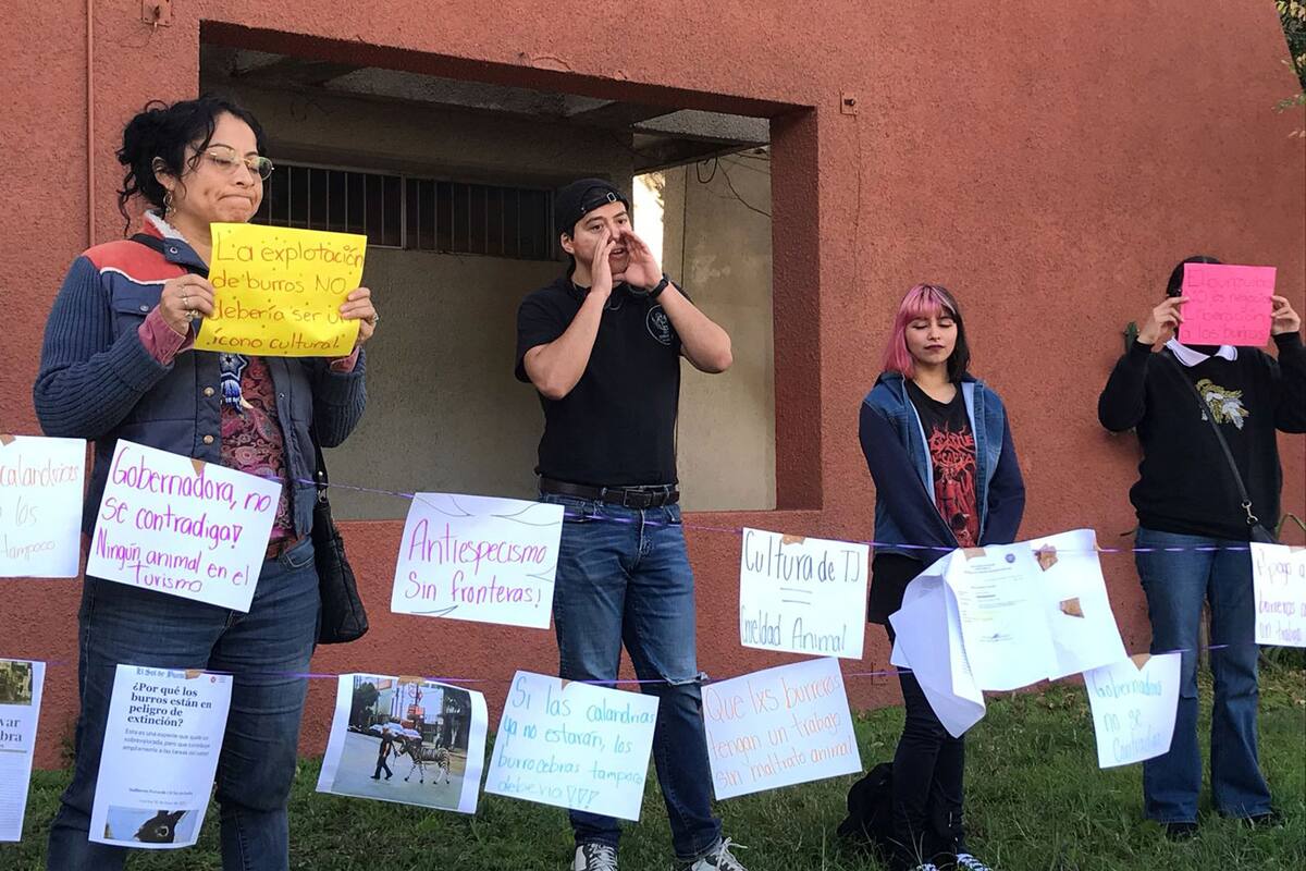 Luchan por proteger al burrocebra