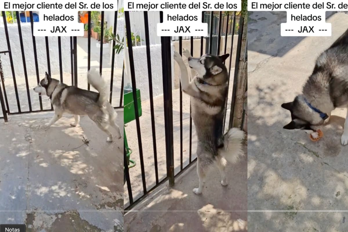 Husky se vuelve viral en TikTok por llamarle al vendedor de nieves (VIDEO)