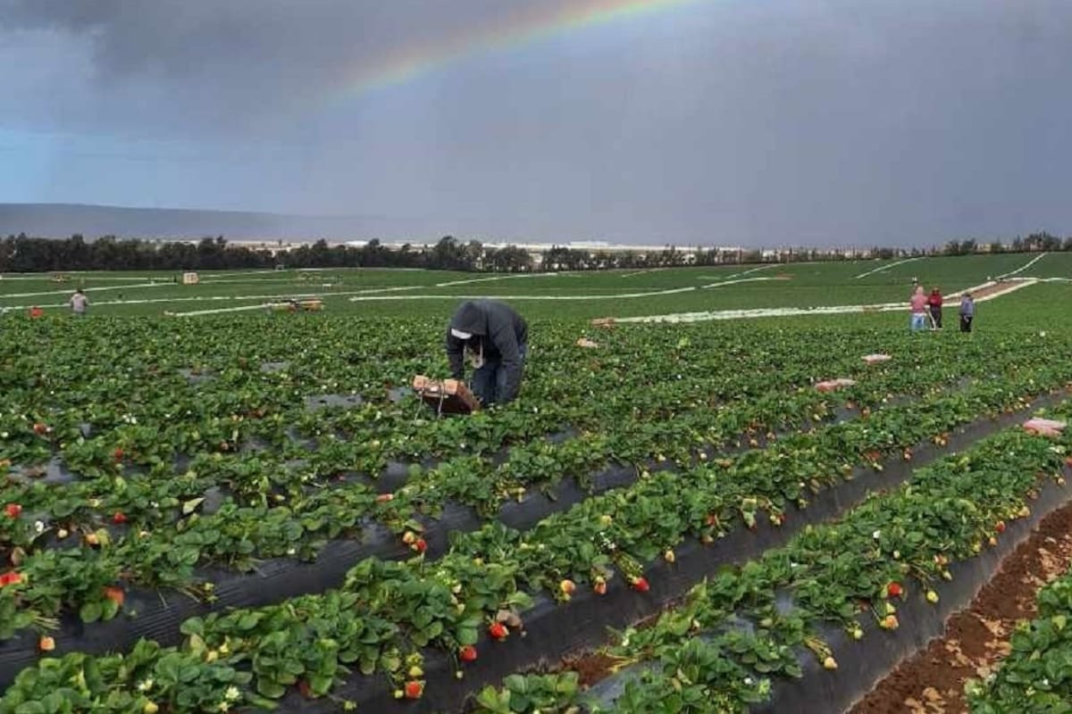 Genera 4 mil mdp cultivo de fresa