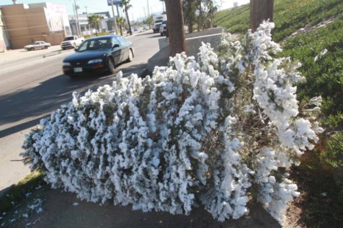 Quita el espíritu navideño sin contaminar: Reciclaje de pinos en Mexicali