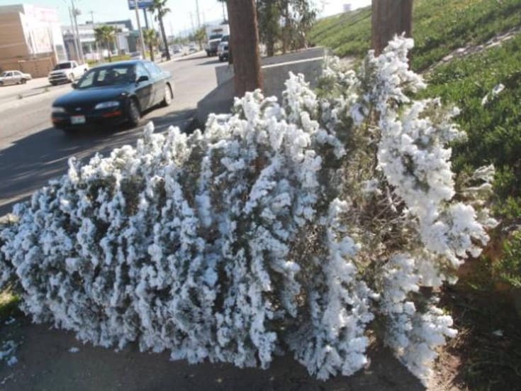Quita el espíritu navideño sin contaminar: Reciclaje de pinos en Mexicali