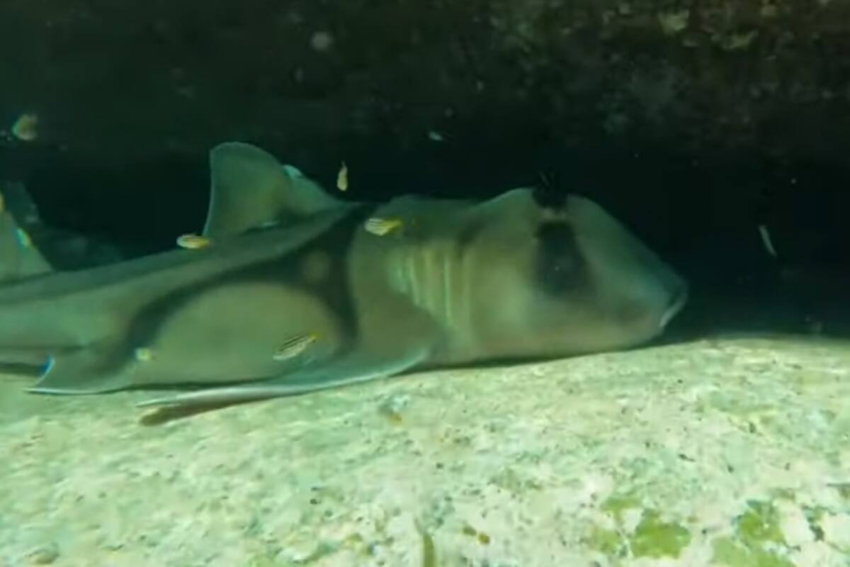 Se encuentra por accidente con aterrador grupo de tiburones