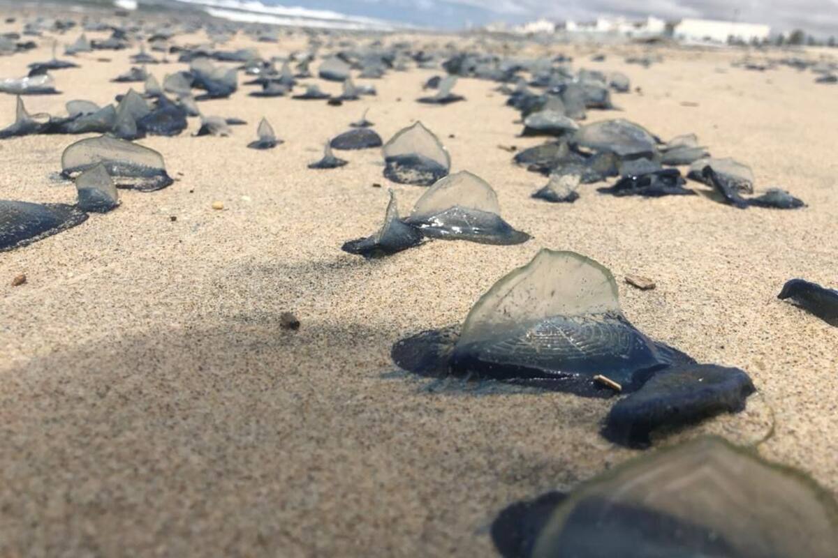 Medusas velero aparecen en la playa, recomiendan evitar contacto