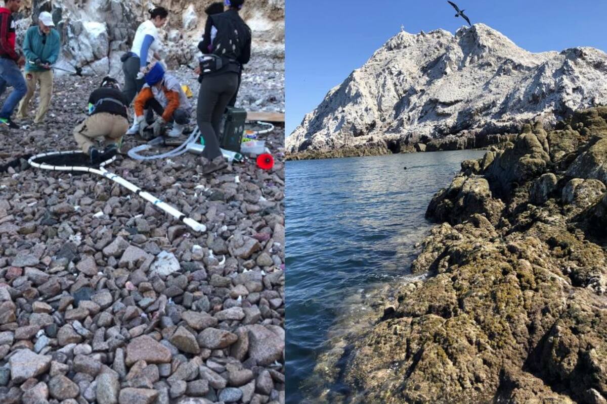 Rescatan a seis lobos marinos en la Isla San Jorge