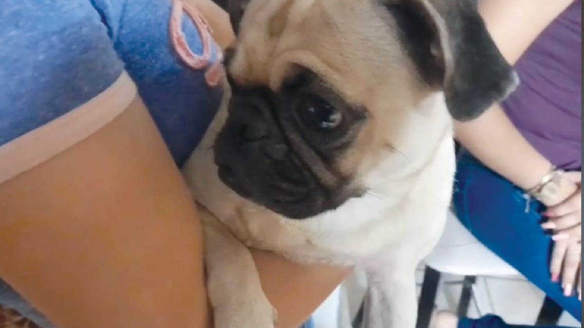 PETA demanda a reconocida organización de cuidado de perros en EEUU para que no apoye la “cría deformada” de ciertas razas como PUG: Esta es la lista
