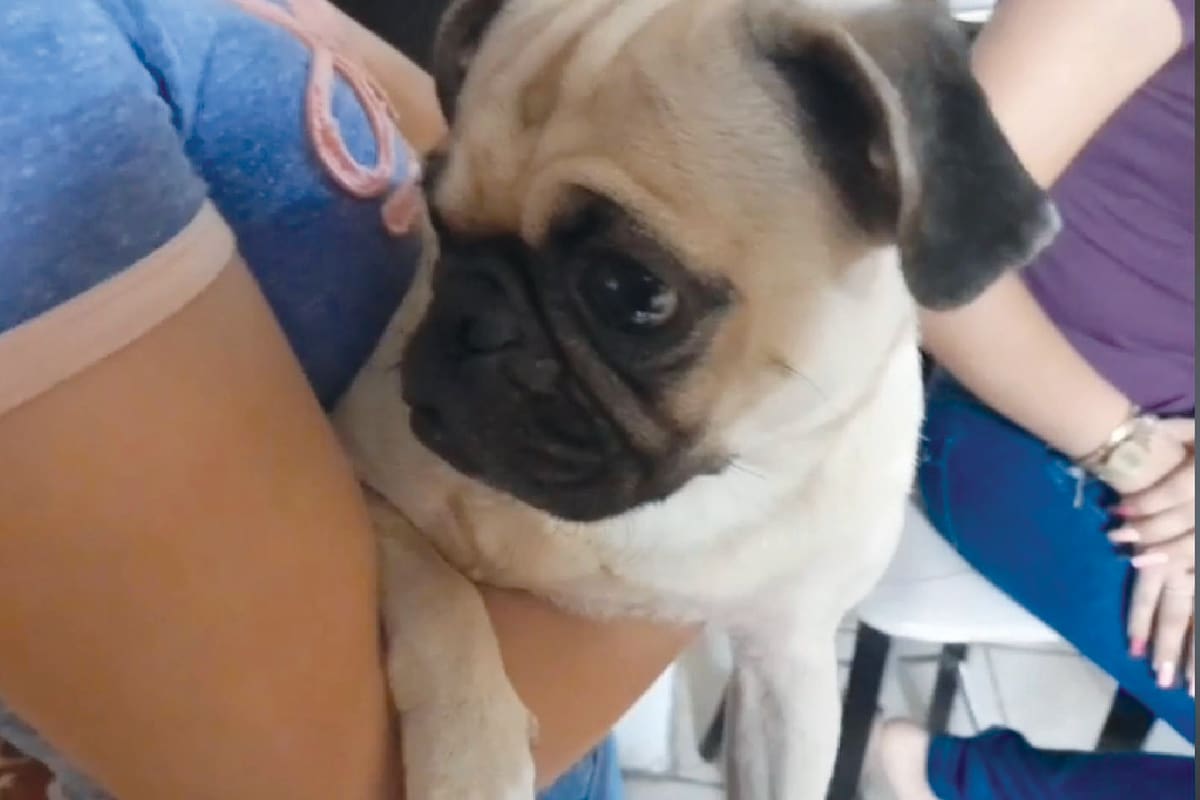 PETA demanda a reconocida organización de cuidado de perros en EEUU para que no apoye la “cría deformada” de ciertas razas como PUG: Esta es la lista