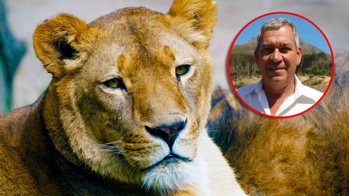 Leona que atacó y asesinó a empresario durante safari es sacrificada; el hombre solo salió al baño durante la noche y fue brutalmente atacado por el animal
