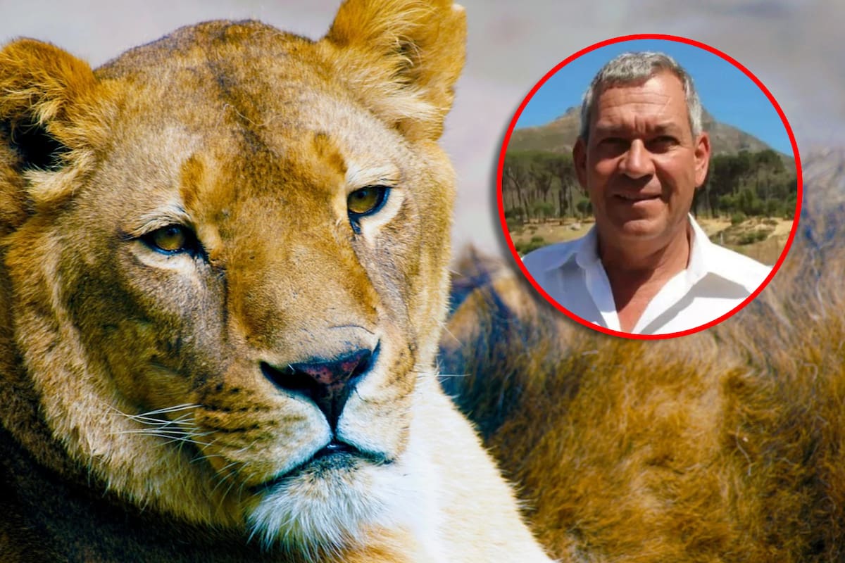Leona que atacó y asesinó a empresario durante safari es sacrificada; el hombre solo salió al baño durante la noche y fue brutalmente atacado por el animal