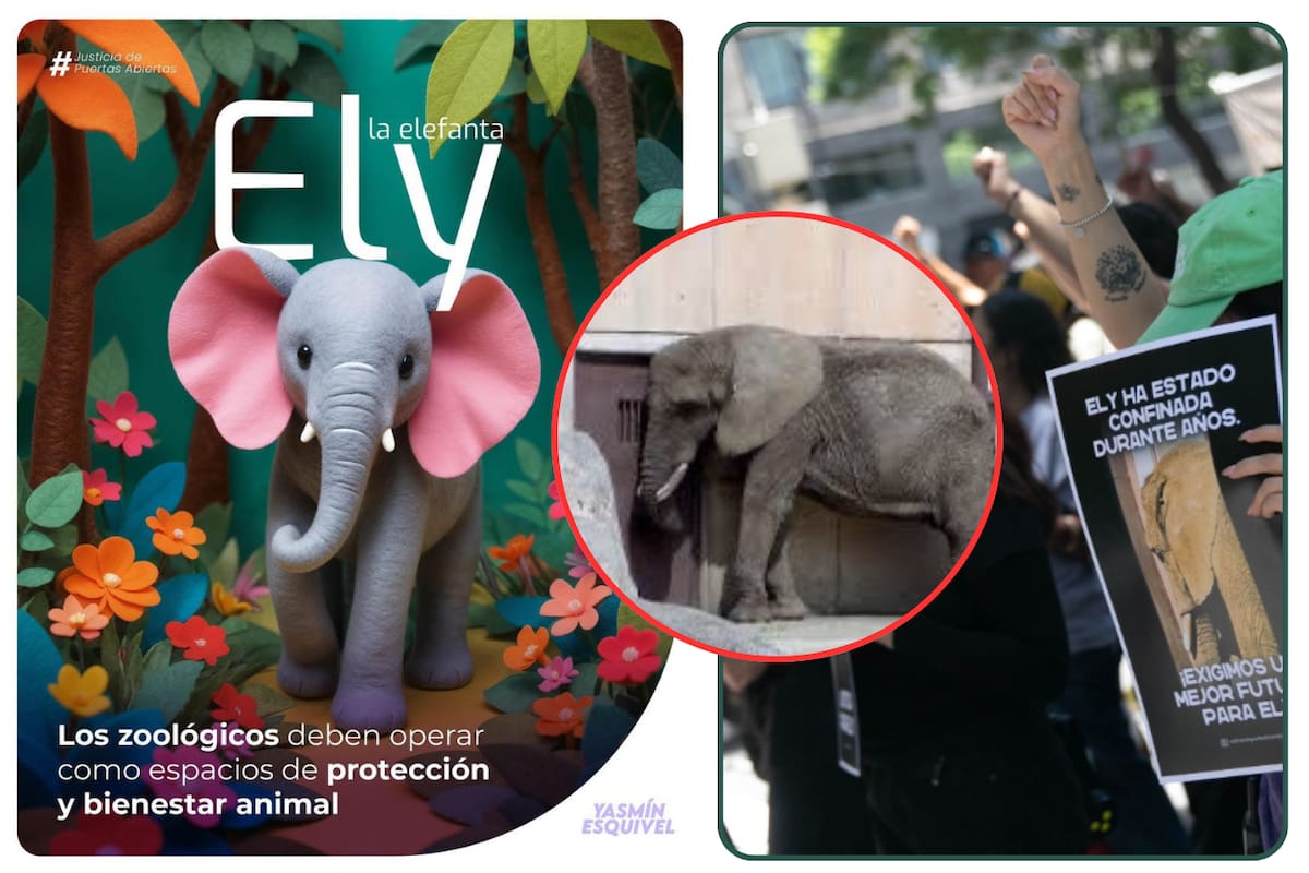 Corte ratifica amparo a favor de la elefanta “Ely” y ordena garantizar su bienestar en el Zoológico de San Juan de Aragón