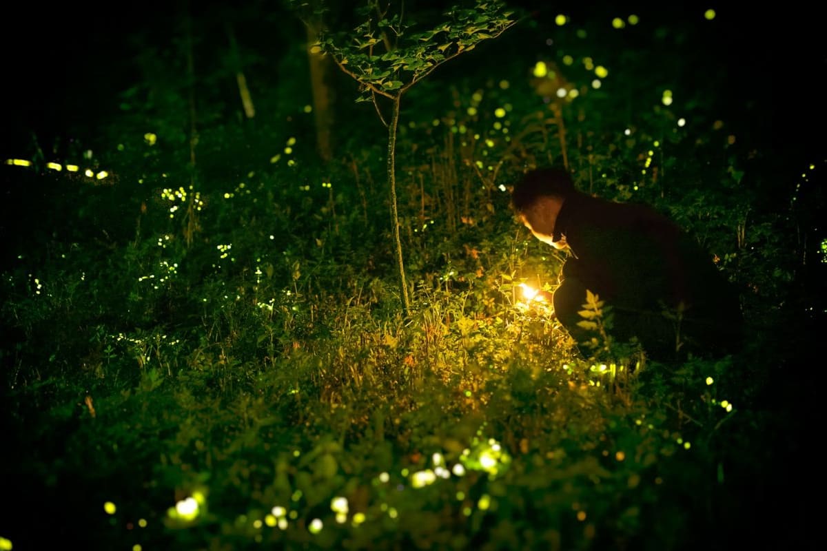 ¿Cómo brillan en la oscuridad las luciérnagas? Lo que no sabías de estos increíbles insectos