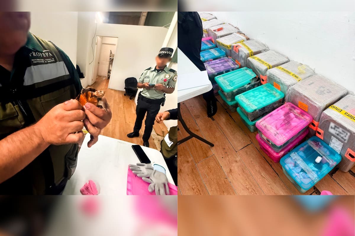 Profepa rescata 774 tortugas en Tijuana escondidas como “cosméticos