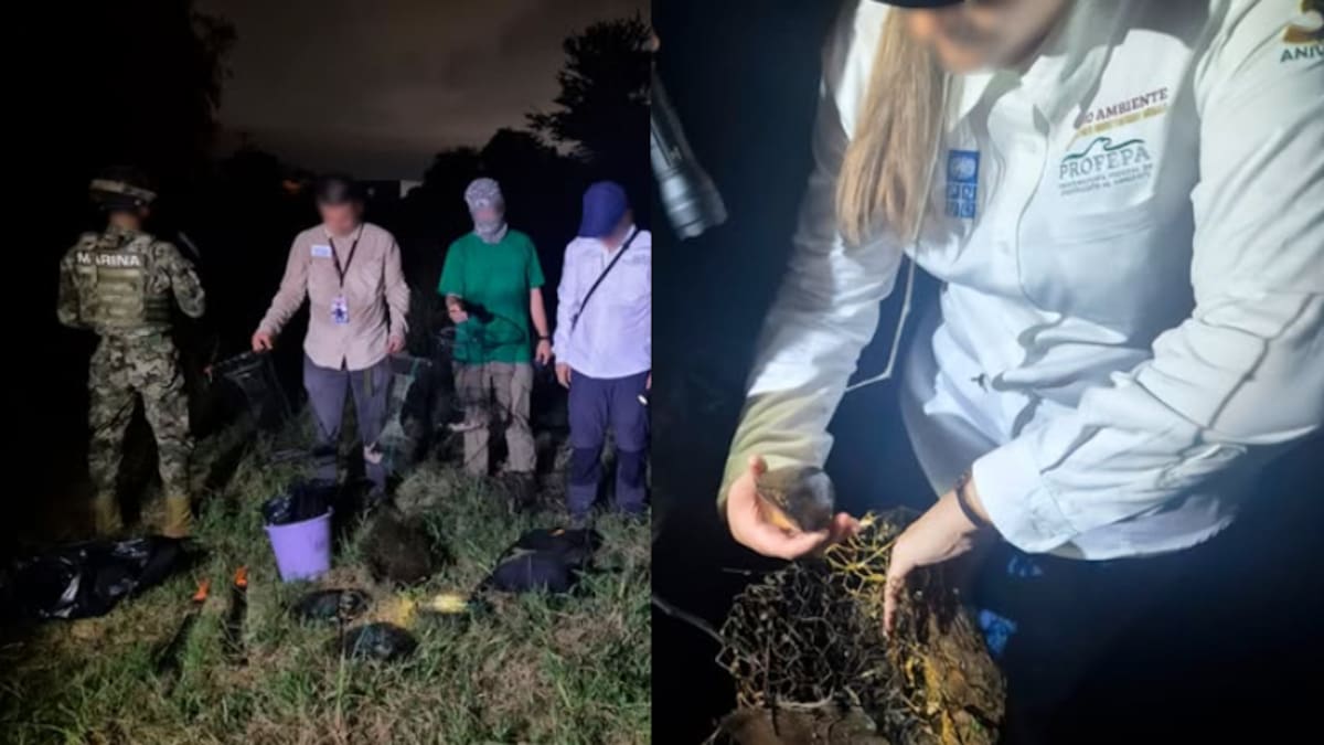 Operativo nocturno en Puerto Vallarta: desactivan 12 trampas ilegales en zonas de anidación de la tortuga casquito, especie en peligro de extinción