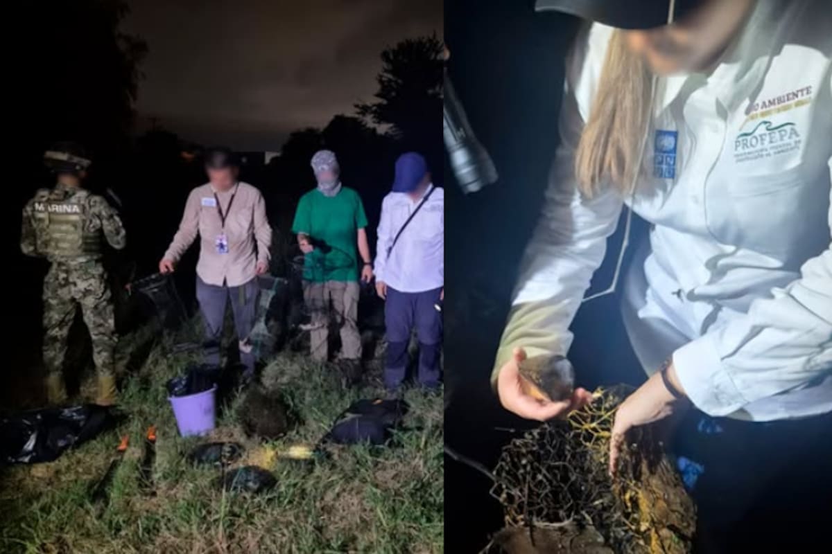 Operativo nocturno en Puerto Vallarta: desactivan 12 trampas ilegales en zonas de anidación de la tortuga casquito, especie en peligro de extinción