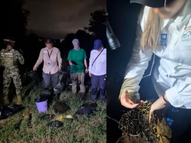 Operativo nocturno en Puerto Vallarta: desactivan 12 trampas ilegales en zonas de anidación de la tortuga casquito, especie en peligro de extinción