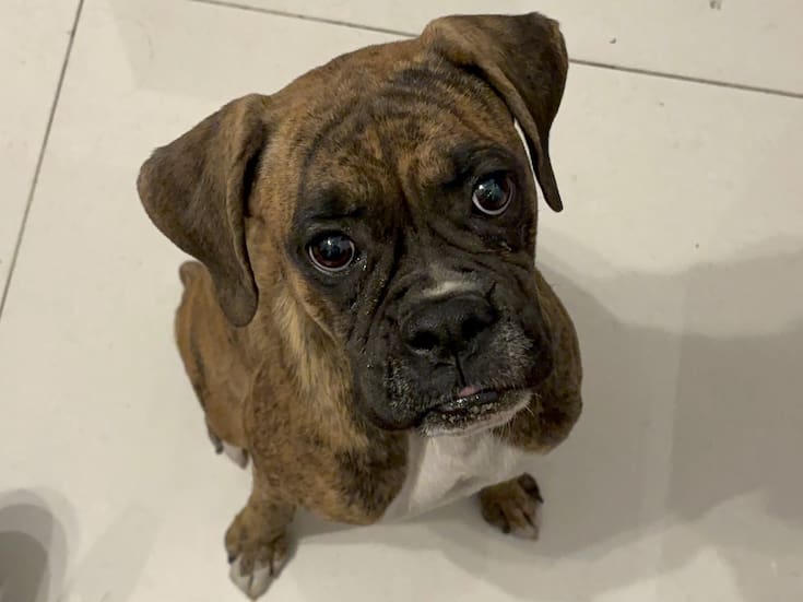 Tiene SLRC nuevo reglamento de protección y derechos de los animales