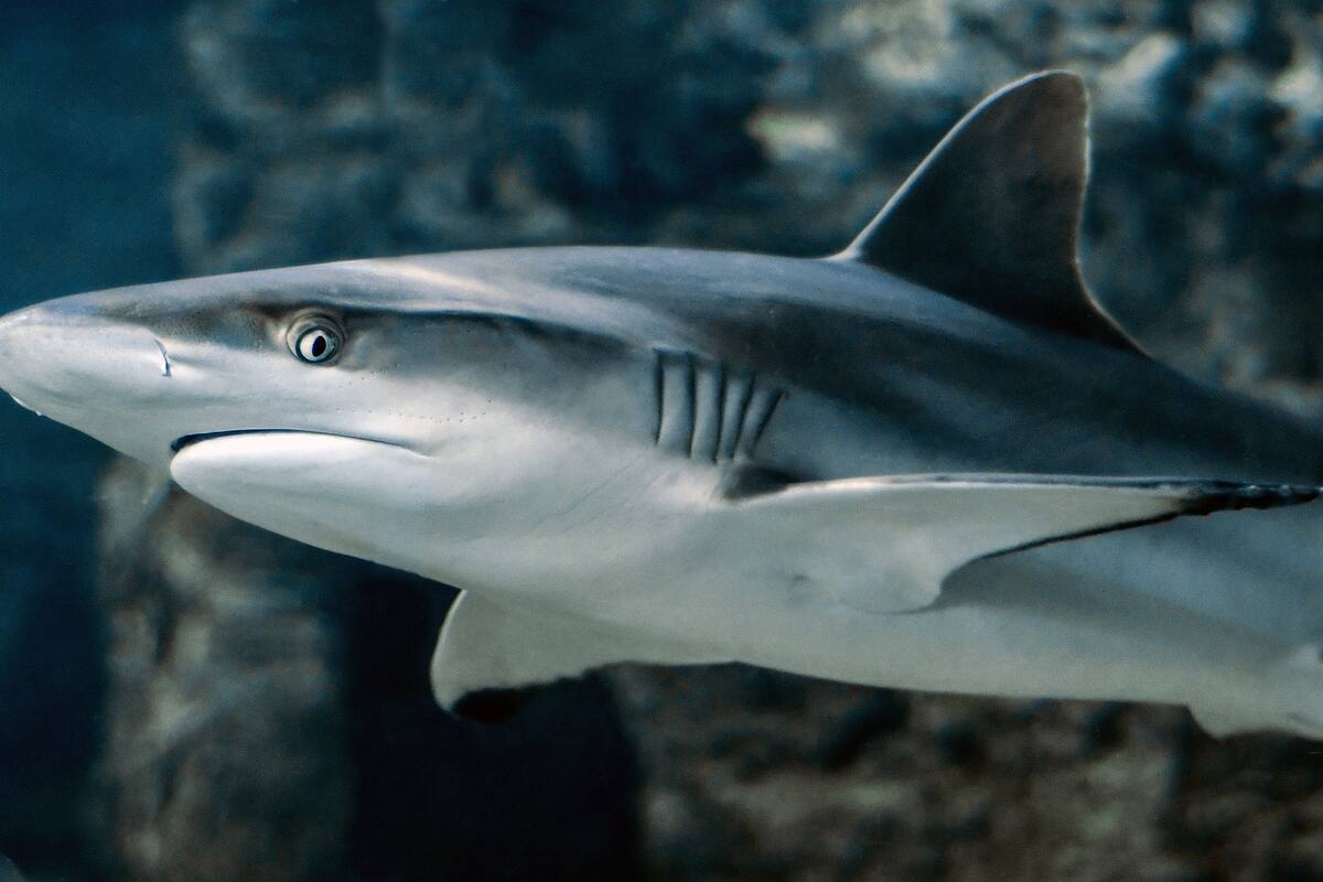 Tiburón salta a la superficie y se traga miles de sardinas en solo segundos