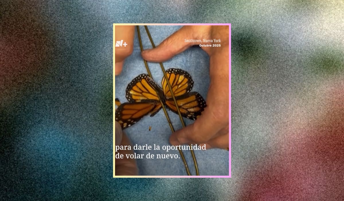 Rescatistas reconstruyen las alas de una mariposa y le devuelven la oportunidad de volar