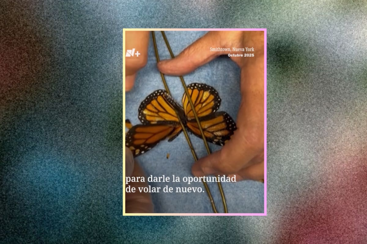 Rescatistas reconstruyen las alas de una mariposa y le devuelven la oportunidad de volar