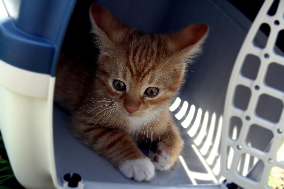 Jesús Sesma busca prohibir exhibición de animales en tiendas de la CDMX