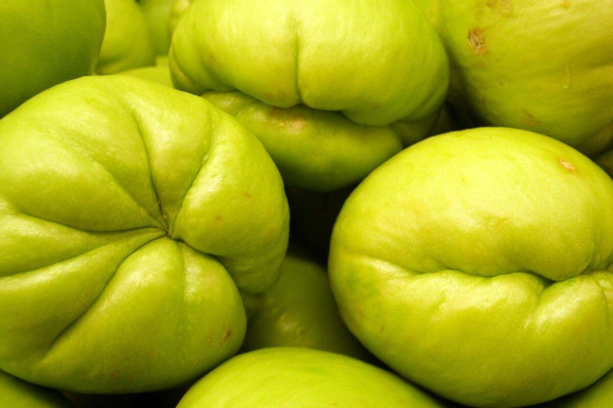 Chayote