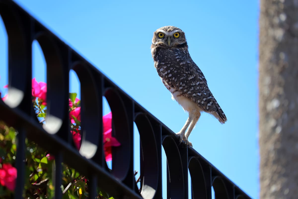 Los tecolotes se pasean por todos los alrededores del hotel.