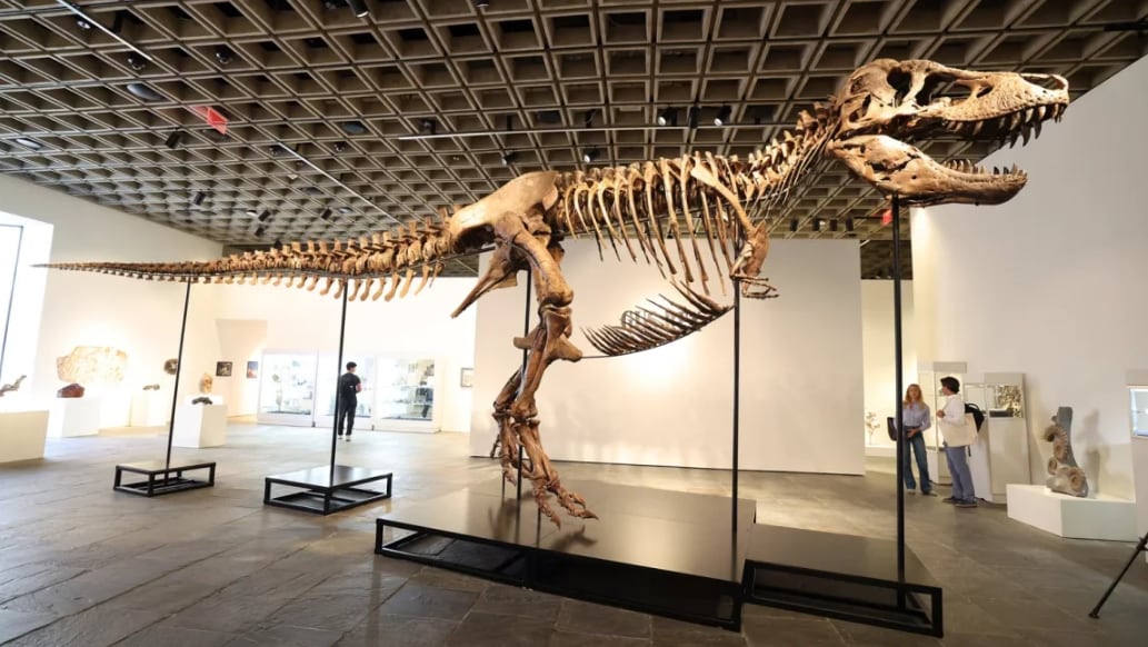 T-Rex rompe récord en subasta: fósil de 67 millones de años se vende por 50.1 millones de dólaresfuente: redes sociales