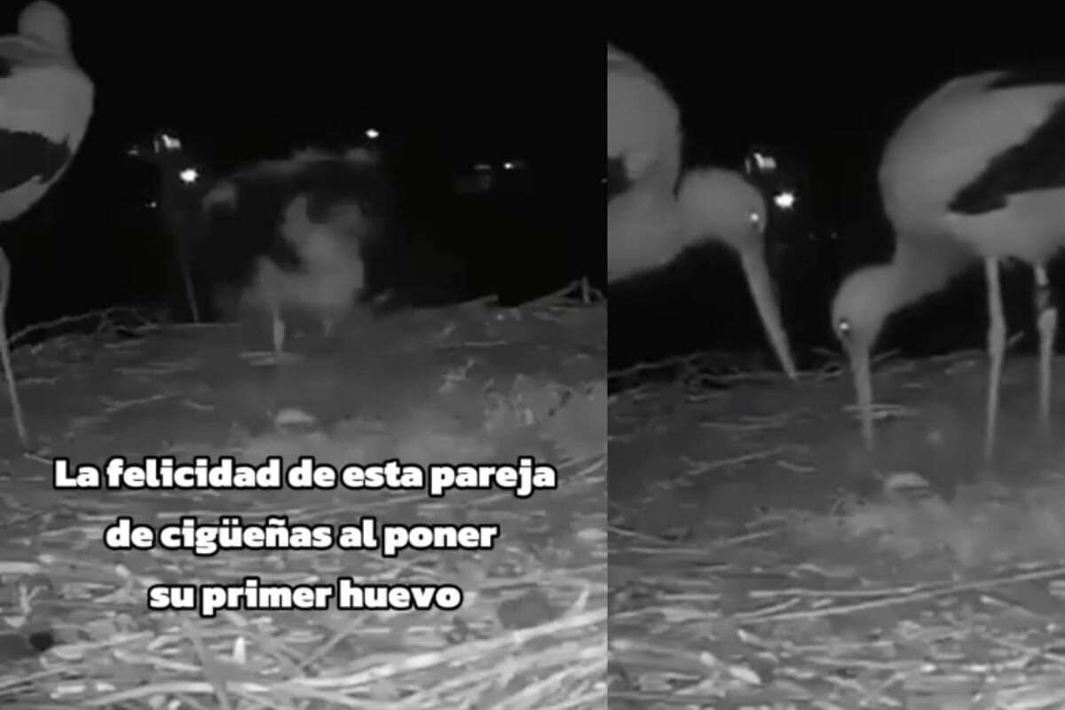 Pareja de cigüeñas se vuelve viral al mostrar su emoción por poner su primer huevo
