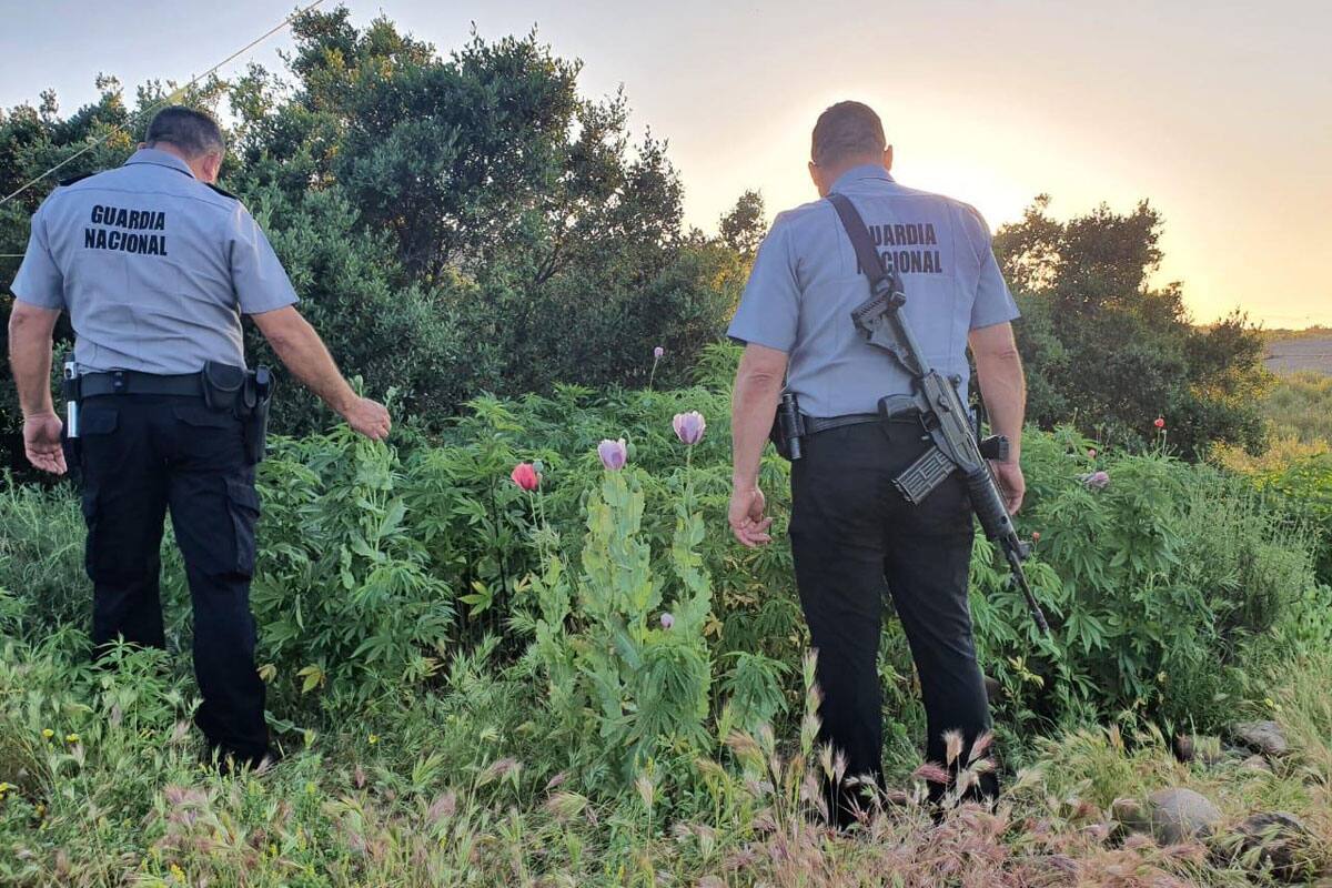 Destruyen sembradíos de mariguana y amapola en Tecate