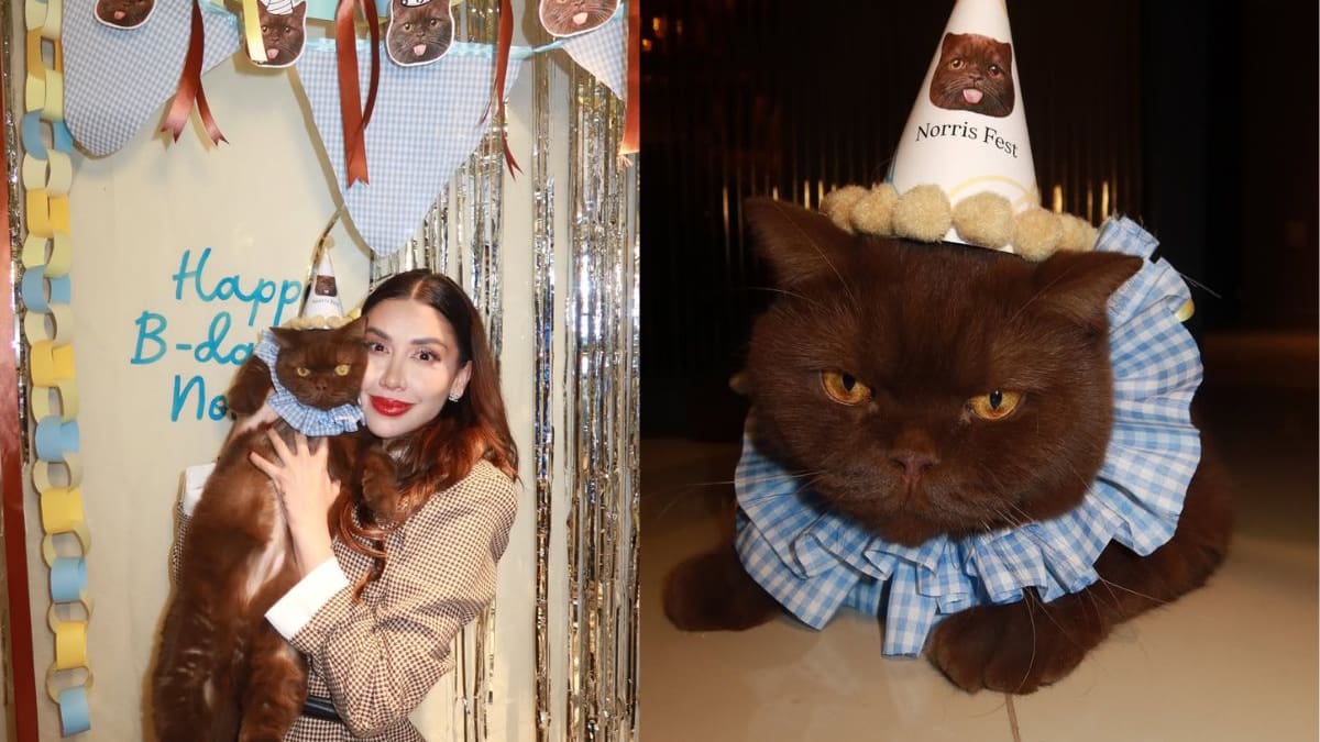Karime Pindter celebra el cumpleaños de su gato Norris con una fiesta de lujo en casa: decoración personalizada, pastel especial y el felino que ya es celebridad en redes