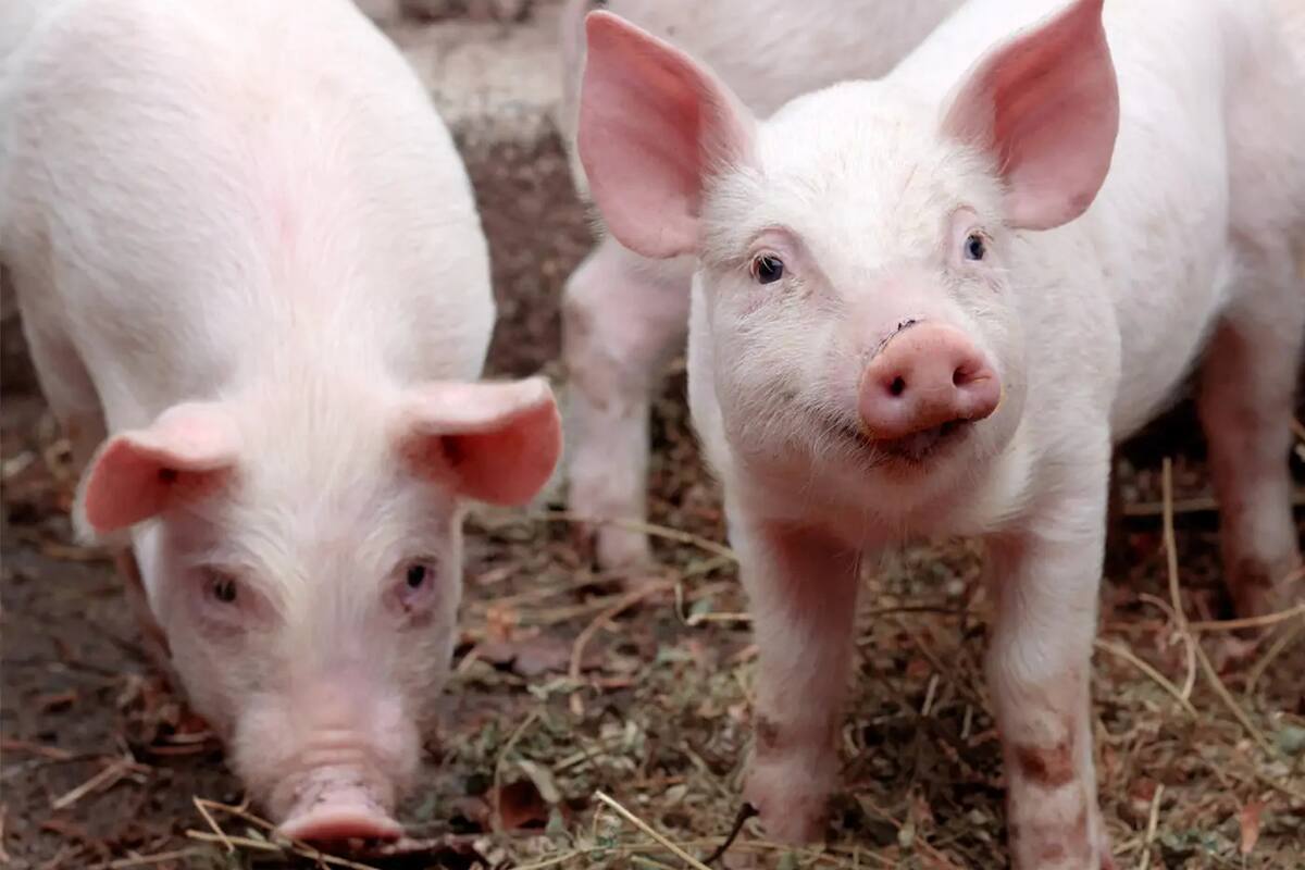 De cigarrillos a pezuñas: La inusual travesía de Carole Germain