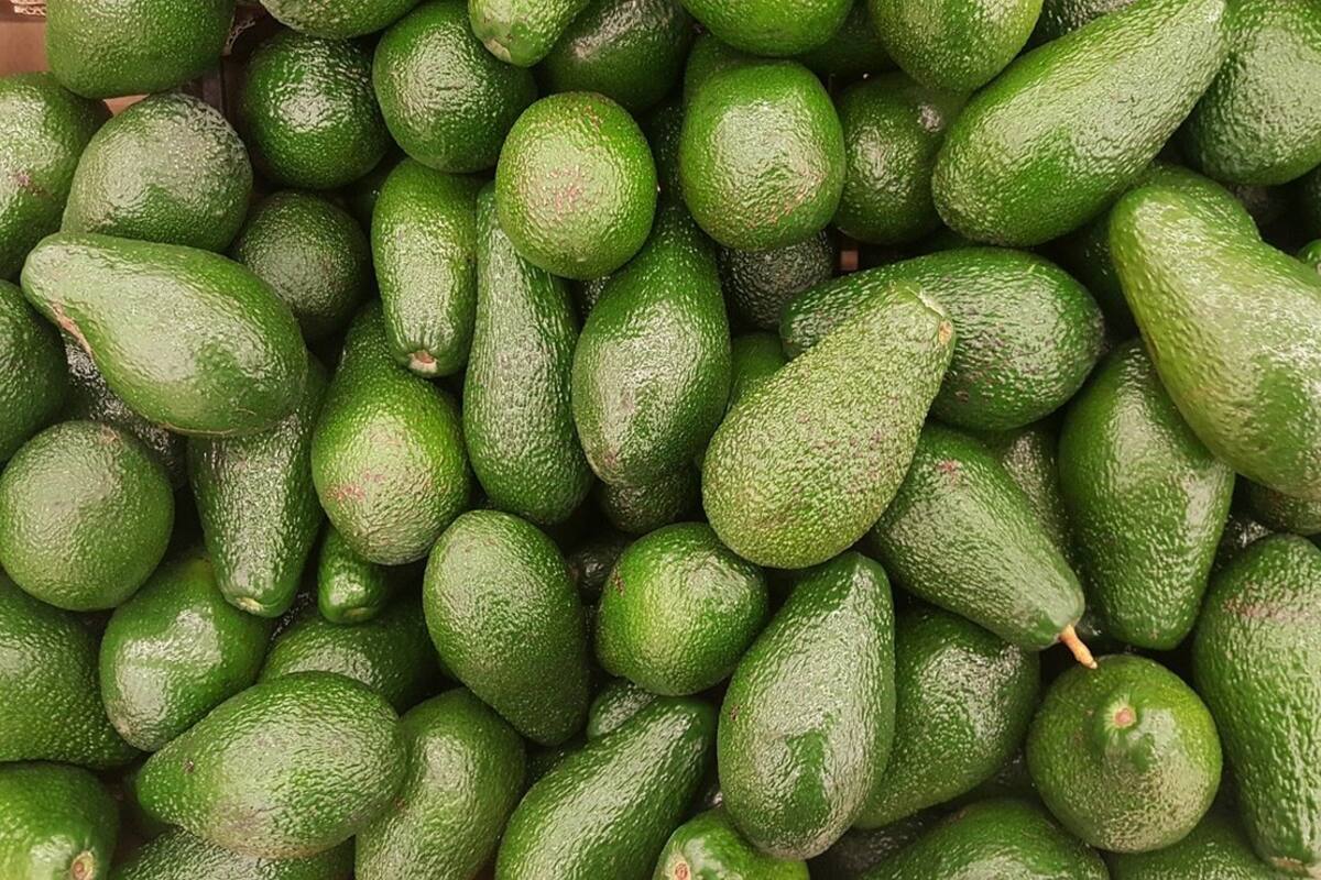 El aguacate, un fruto mexicano para el mundo
