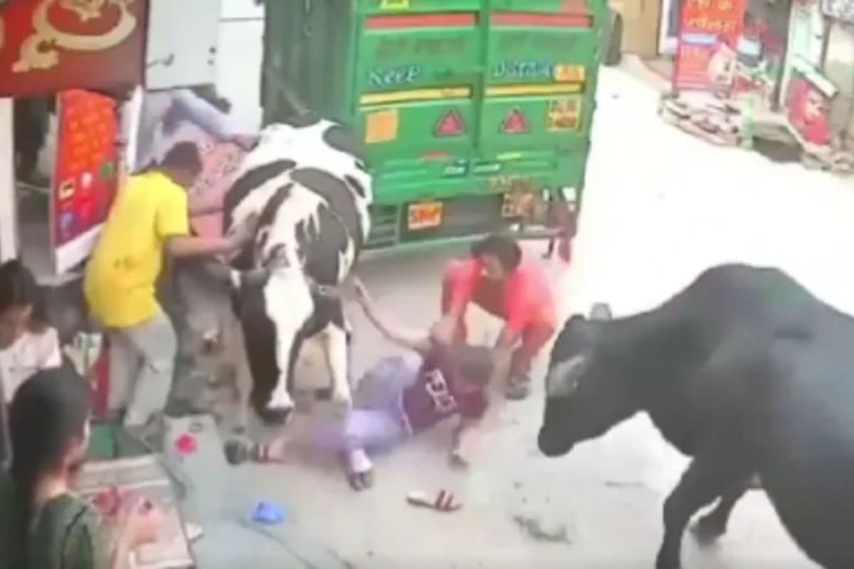 VIRAL: vacas embisten a dos niñas que se encontraban platicando afuera de un local en India